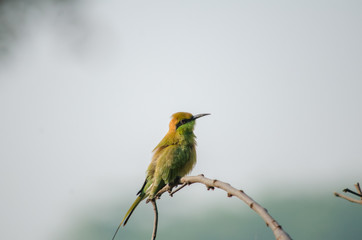 Bee-eater