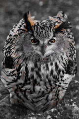 A large owl-eagle owl sits and looks up, surprised and displeased, a large motley  bird
