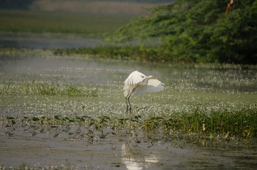 Great-egret
