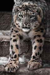 Fototapeta na wymiar Muzzle and paws of a snow leopard, a big cat close-up with an open maw,