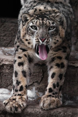 Muzzle and paws of a snow leopard, a large cat close-up with an open maw, and a red tongue