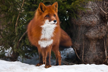 Beautiful red and very fluffy fox on the background of spruce trees and white snow close-up.