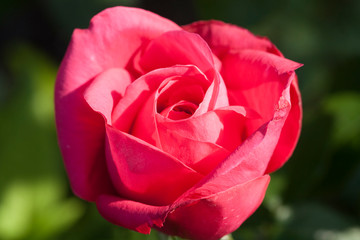 Red roses in the garden - Image