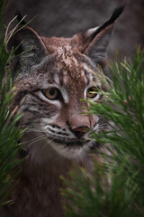 Muzzle lynx close-up among the fir branches, the cat carefully looks from the ambush, attentive gaze