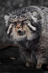 Fototapeta na wymiar A large and angry wild cat manul swears and grunts, disgruntled wild beast, muzzle close up