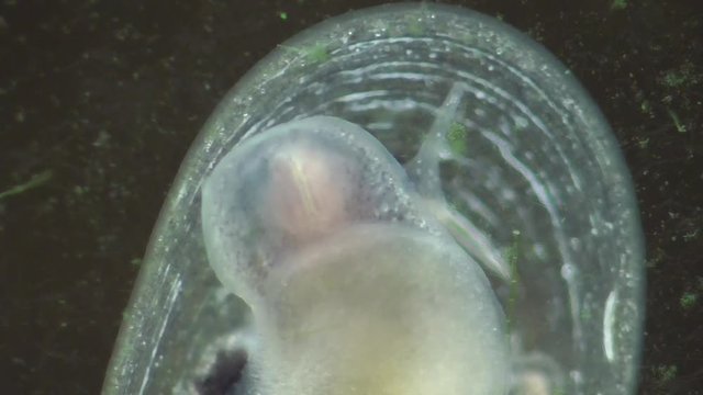 Spitzschlammschnecke&nbsp;(Lymnaea stagnalis) 