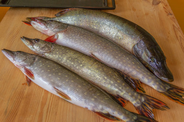 four fresh pike