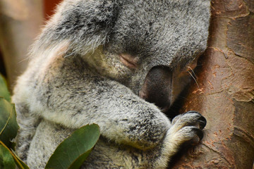 Sleepy Koala