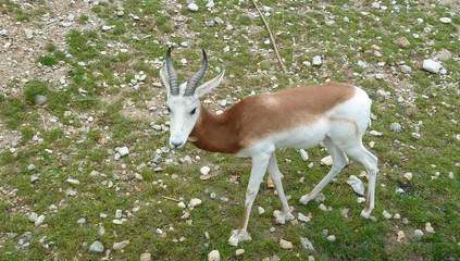 Male Indian antelope (Antilope cervicapra)