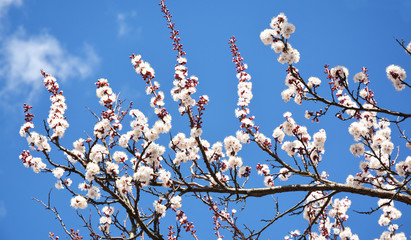Apricot blossom. Apricot trees in bloom in the garden in spring. Spring background.