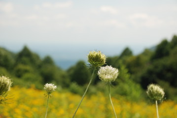 Fototapeta na wymiar dandelion in the field