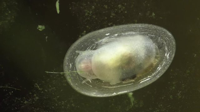 Spitzschlammschnecke&nbsp;(Lymnaea stagnalis) 