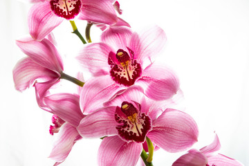 Fototapeta na wymiar Beautiful tiger orchid rose colour isolated