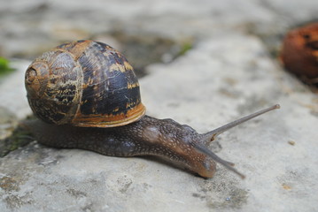 Escargot