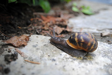 Escargot