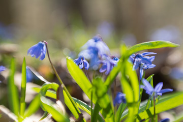 Blue snowdrops and a spring sunny forest	