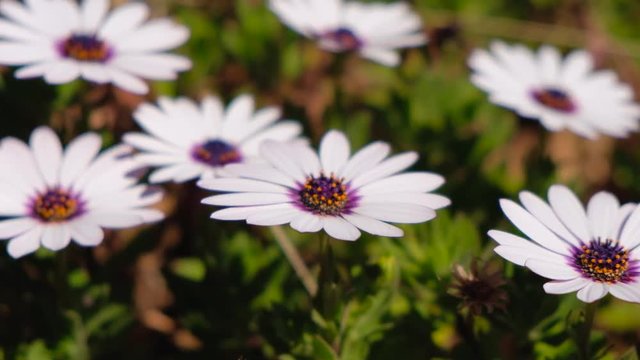 Close-up of white daisies waving on the wind.