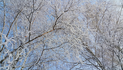 Branches of birch trees covered with snow and hoarfrost