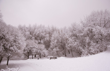 Empty shop in winter forest. black and white
