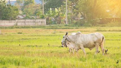 Cow in the field