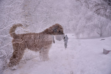 Irish Terrier in winter for a walk and man