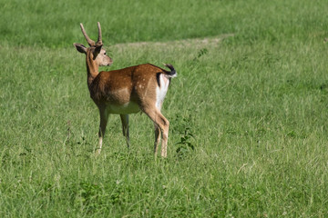 Damhirsch mit Bastgeweih
