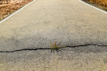 grass has cracked the road