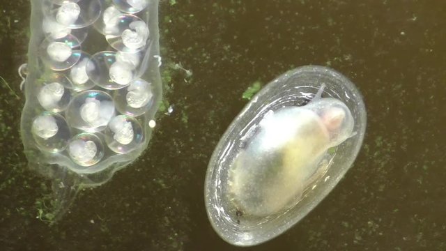 Spitzschlammschnecke&nbsp;(Lymnaea stagnalis) , Laichschnur