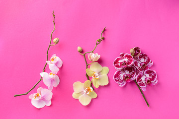Orchid branches with beautiful flowers on color background