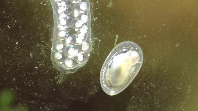 LaLaichschnurr der Spitzschlammschnecke&nbsp;(Lymnaea stagnalis)
