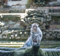 Obraz premium Long-tailed macaques at stone temple Sangeh monkey forest, Bali, Indonesia