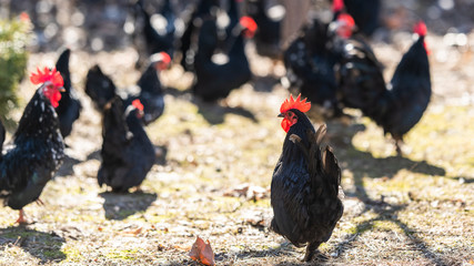A flock of hens, chickens and rooster roam freely in a yard