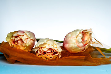 Tulpen auf orangefarbenen Tuch auf hellblauem Untergrund