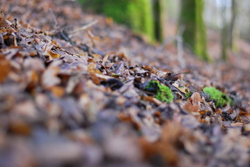 Waldboden im Winter