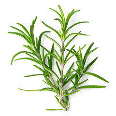 Freshly picked sprig of rosemary isolated on white from above.