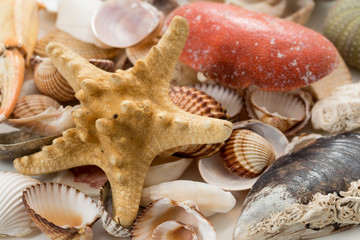 Group of empty see animal shells  starfish, urcihn, snail, seashell, crab