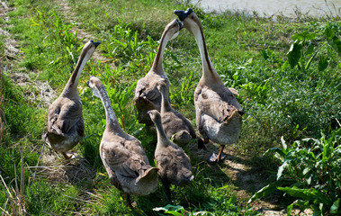 Big goose in the countryside field