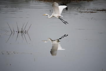Great-egret in flight