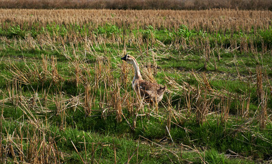 Obraz na płótnie Canvas Big goose in the countryside field