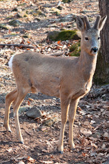 Roe deer (Capreolus)