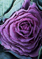 Obraz premium Closeup fresh flowers plant background