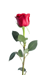 Obraz premium Single rose isolated on white background close up