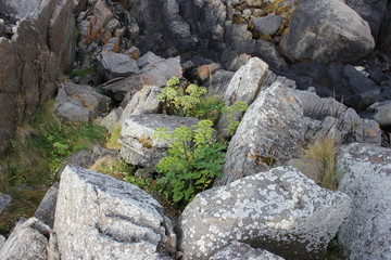 wilder Steingarten