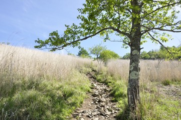 Obraz premium 高原の道