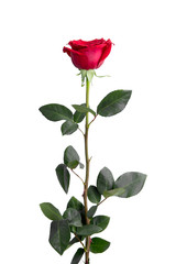 One red rose isolated on white