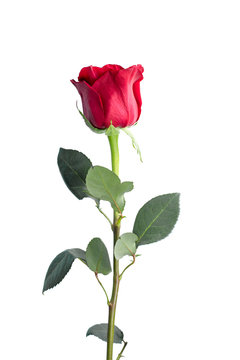 Single rose isolated on white background close up