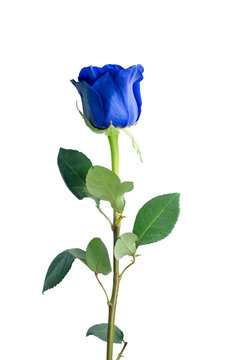 Blue rose isolated on white background close up