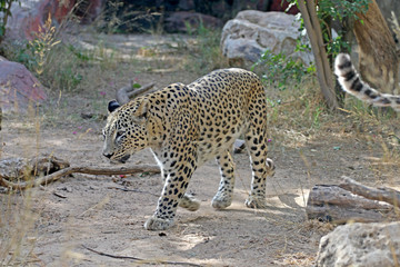 Leopard walks in search of food, a terrible leopard