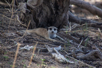 Lounging meerkat