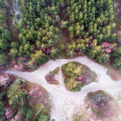 Pine forest in winter. Deforestation. Nature conservation. View from the sky. The photo was taken by drone quadcopter.